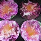 Pink Flower Coasters